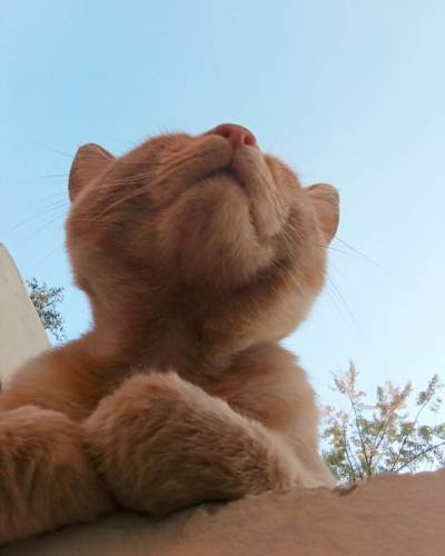 Кот смотрит на небо