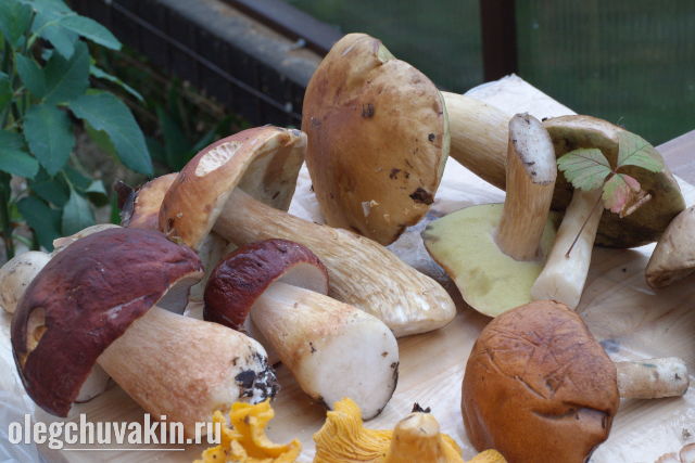 Белые грибы Олега Чувакина
