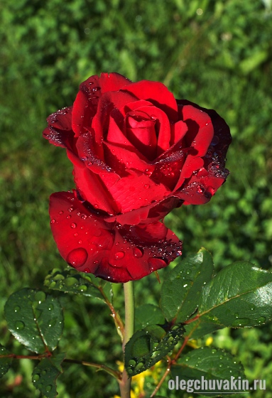 Красная роза для читательницы рассказа «Мой милый Махлеев»
